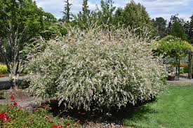 Vŕba japonská (Salix integra) "Hakuro Nishiki" 