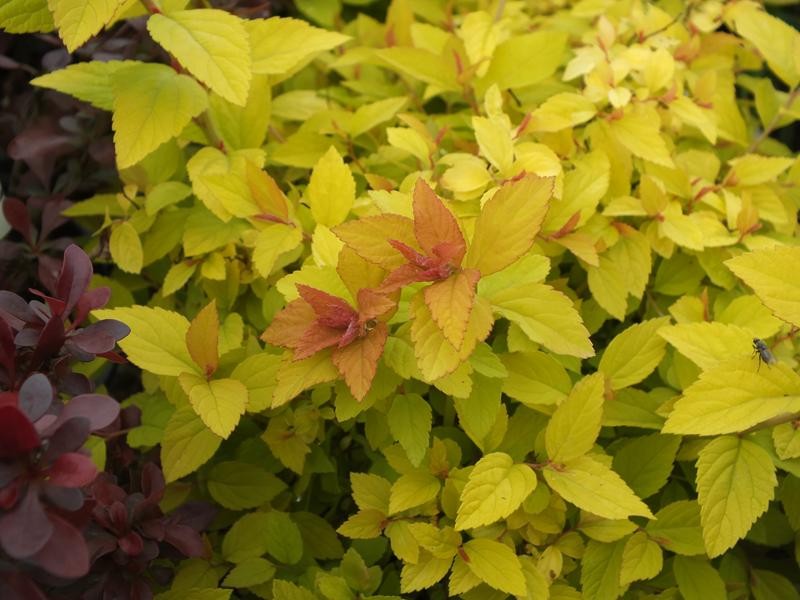 Tavoľník japonský (Spirea japonica) "Golden Princess"