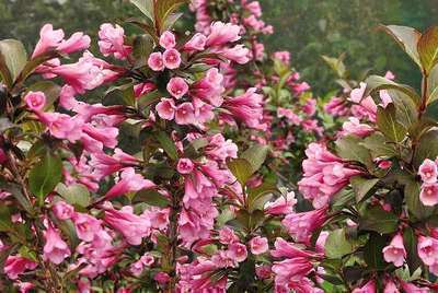 Vajgélia (Weigela florida) "Nana Purpurea"