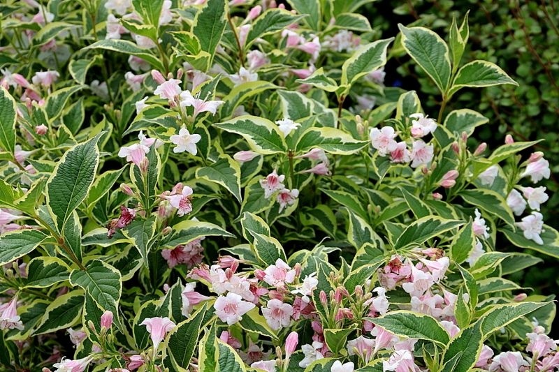 Vajgélia Weigela florida "Nana Variegata"