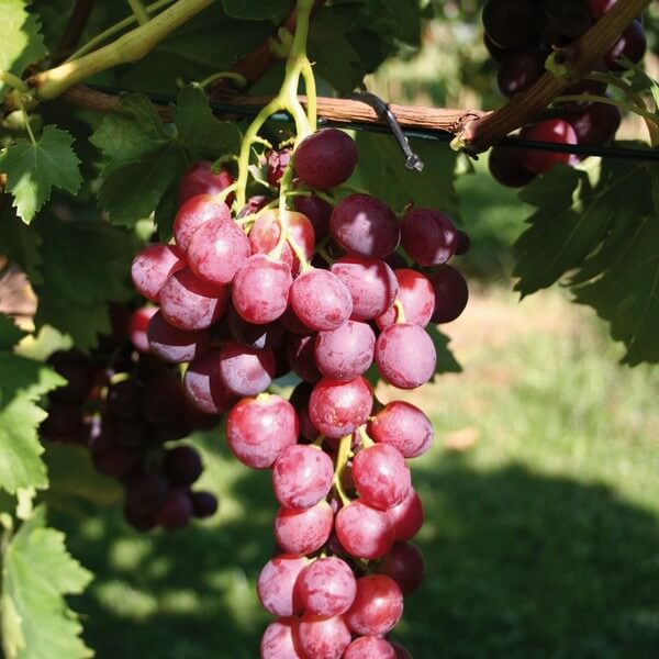 Vitis vinifera "Swenson Red"