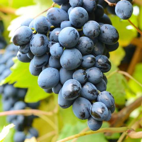 Vinič stolový (Vitis Vinifera) "Venus"