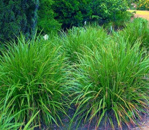 Ostrica japonská "Irish Green" (Carex morrowi)