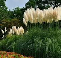 Cortaderia selloana "White Plume"