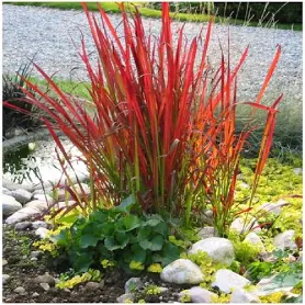 Imperáta cylindrická "Red Baron" (Imperata cylindrica)