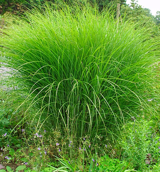 Ozdobnica čínska "Gracilimus" (Miscanthus sinensis)