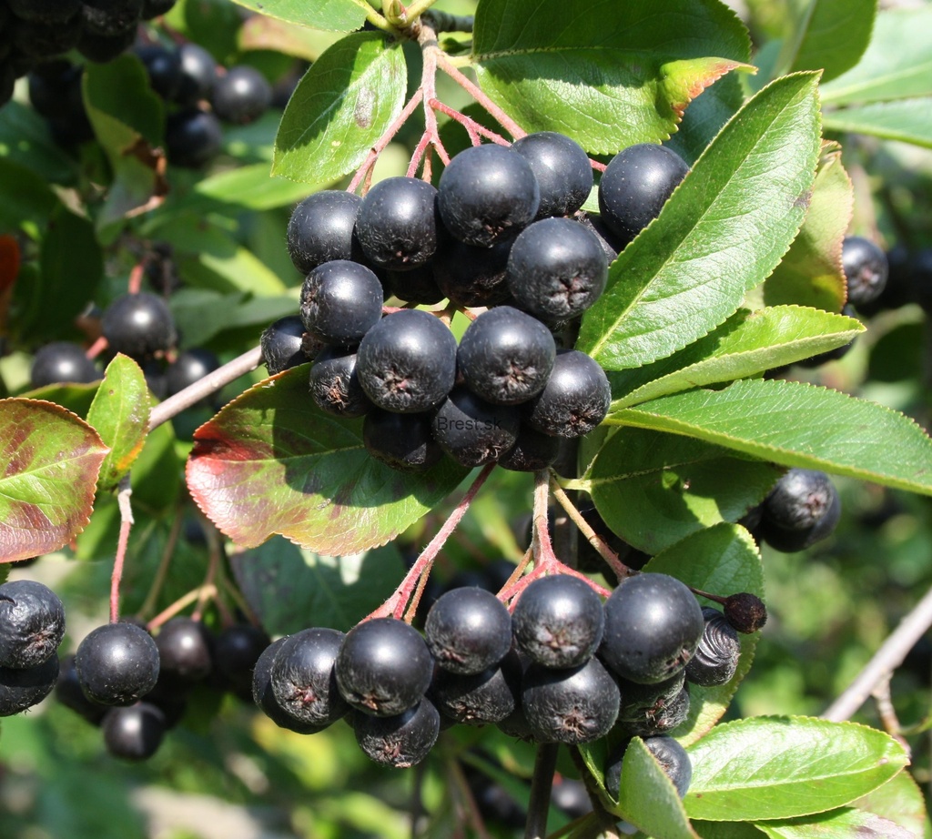 Arónia čerešňolistá (Aronia x prunifolia) "Nero" 