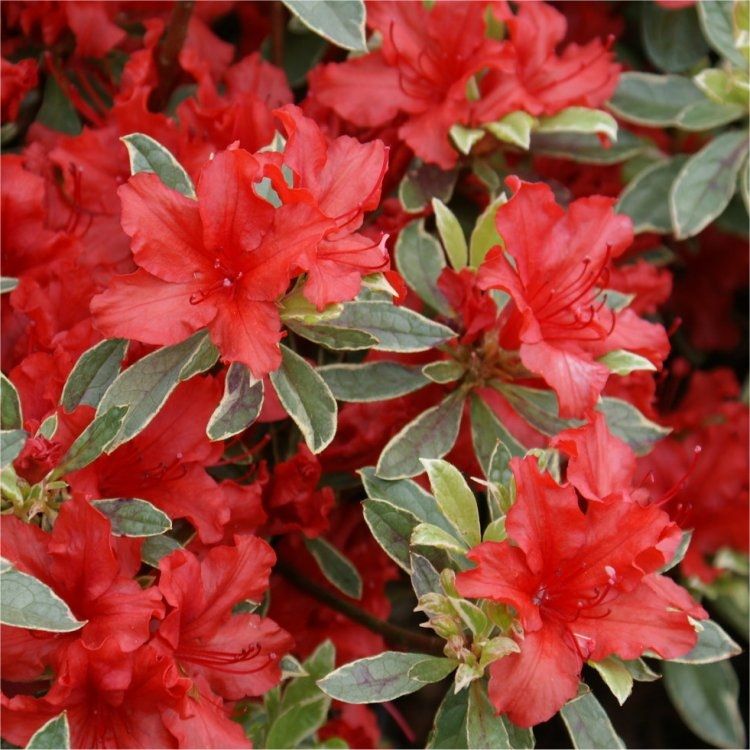 Azalka japonská (Azalea japonica) 'Hotshot Variegata' 20-30, K2,5