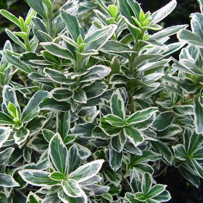 Euonymus jap. Micr. Albovariegatus" 20-30 K2,5