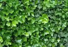 Hedera hibernica