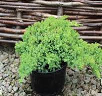 Juniperus proc. "Nana" 20-30, K2,5