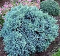 Juniperus squam. "Blue Star" 20-30, K2,5