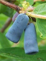 Lonicera kam." Duet" 20-30, RK2