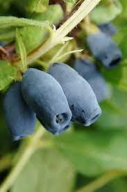 Zemolez kamčatský (Lonicera kamtschatica) "Wojtek" 20-30, RK2