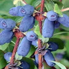 Lonicera kam. "Zojka" 20-30, RK2