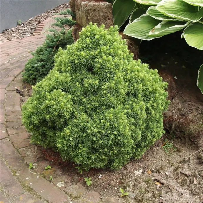 Picea glauca "Alberta Globe" 10-15, K2,5
