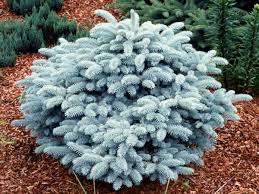 Smrek pichľavý (Picea pungens) "Glauca Globosa" 20-30, K7,5