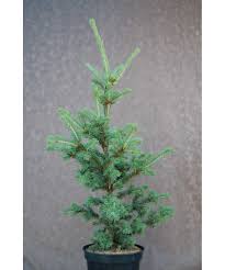 Smrek pichľavý (Picea pungens) "Lucky Strike" 30-40, K7,5