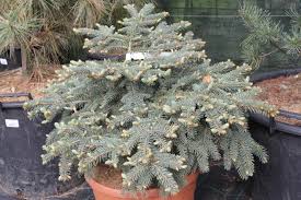 Smrek pichľavý (Picea pungens) "Nidiformis Kalouš" 30-40, K10