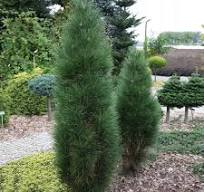 Borovica čierna (Pinus nigra) "Green Tower"40-60, K7,5