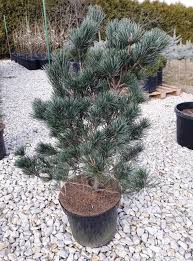 Borovica málokvetá (Pinus parviflora) "Blue Giant" 30-40, K7,5