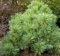 Pinus strobus "Blue Shag"40-60, K7,5