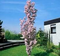 Prunus serr. "Amanogawa"