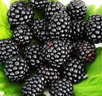 Černica nepichľavá (Rubus fruticosus) "Navaho" 40 RK2