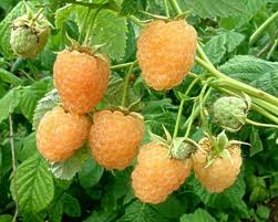 Malina žltá (Rubus idaeus) "Fallgold" 40 RK2