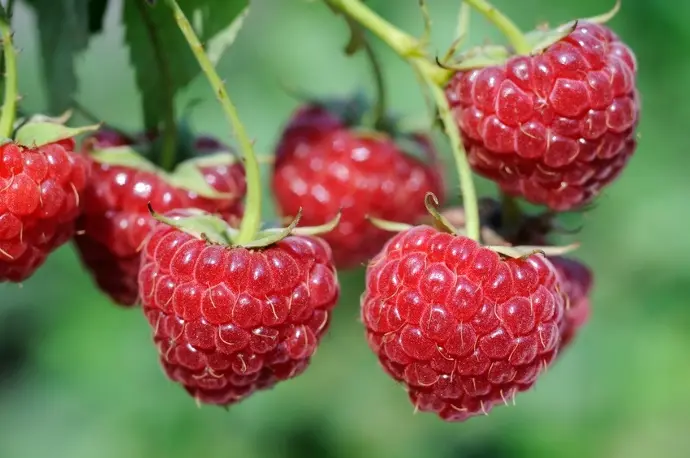 Malina červená (Rubus idaeus) "Fertodi Zamatos" RK2, C2L, 30-50cm