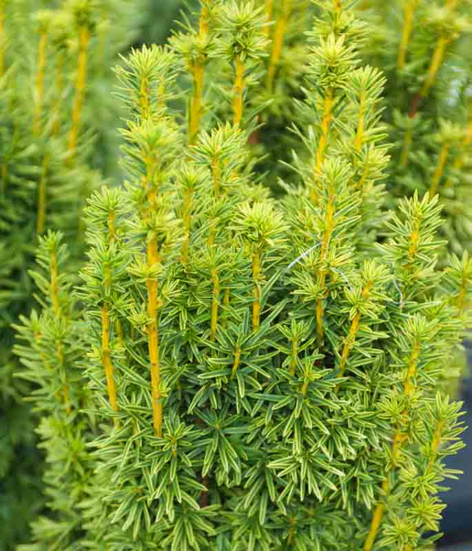 Taxus bacc. "David" 15-20 K2,5