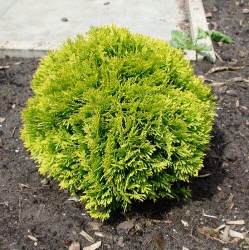 Tuja západná (Thuja occidentalis) "Mirjam" 20-30, K2,5