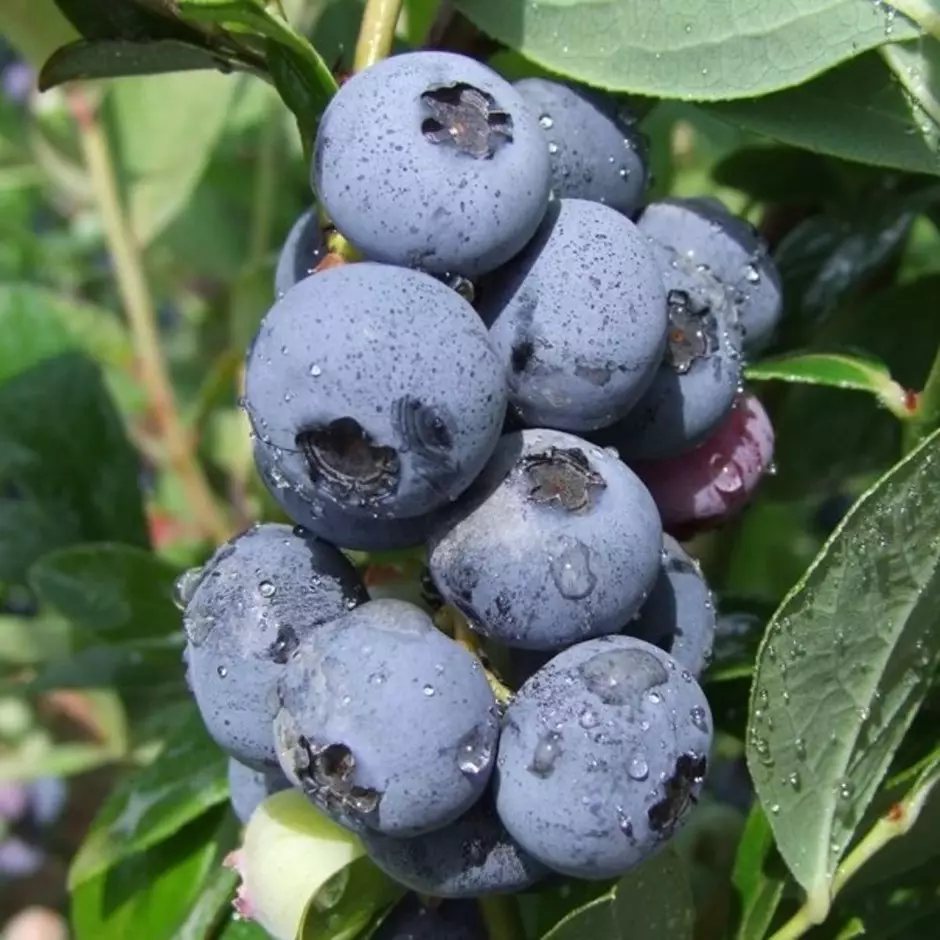 Čučoriedka kanadská (Vaccinium) "Concord" 30-40, K2,5 str. skorá