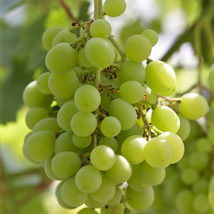 Vitis "Jarka" biele bezsemenné 20KM