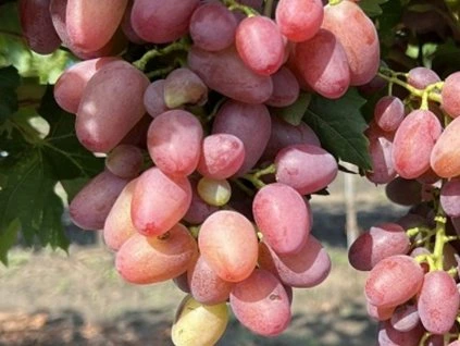 Vinič stolový (Vitis Vinifera) "Rusalka" ružové bezsemenné 20KM