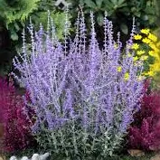 Perowskia atrip. "Little Spire"