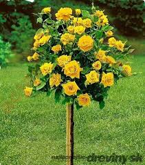 Ruža na km