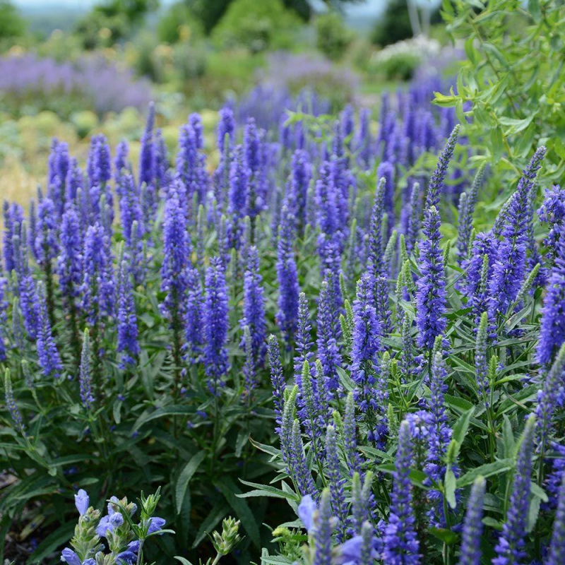 Veronica spicata "ANNIVERSARY Blue"