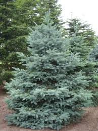 Picea pungens var. Glauca