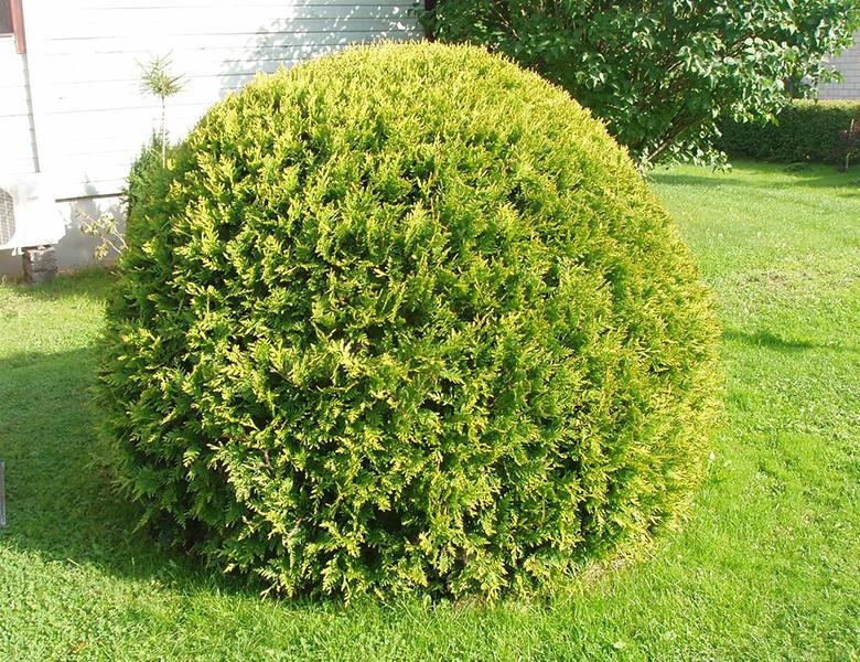 Thuja occ. Danica