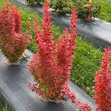 Dráč Thunbergov (Berberis thunberengii) "Orange Pillar"