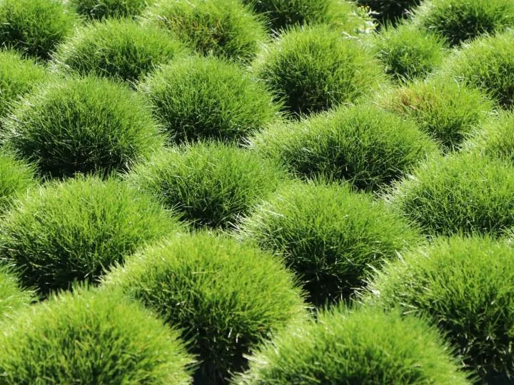 Kostrava medvedia "Pic Carlit" (Festuca gauteri)