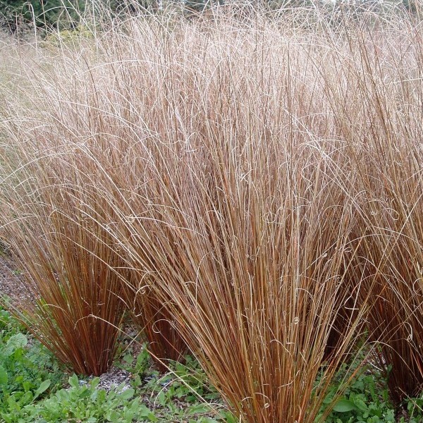Ostrica Buchananova "Red Rooster" (Carex buchananii)