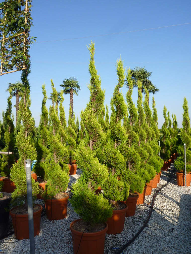 Cyprus veľkoplodý (CUPRESSUS MACROCARPA) "Gold Crest", CLT 30, Spirale