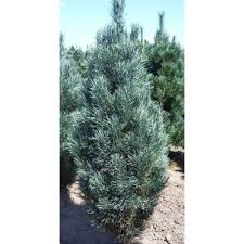 PINUS STROBUS "Fastigiata",CLT 290, 450-500