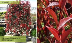 PHOTINIA x FRASERI "Red Robin",Clt 30, 100-125 Multitronco