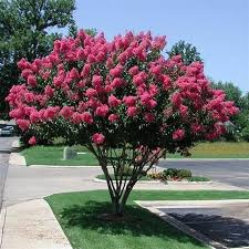 Myrta krepová (LAGERSTROEMIA INDICA), Clt 9, 80-100-120 In Varieta