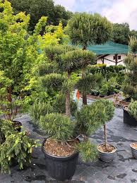 PINUS SYLVESTRIS  Clt.30, 100-120 Bonsai