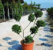 ILEX CRENATA "Kinme", Clt.30 125-150 Ponpons