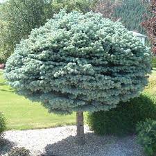 PICEA PUNGENS "Glauca Globosa", Clt.280 175-200 Multitronco